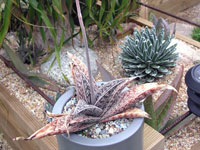 Aloe dinteri