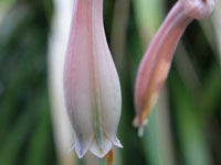 Aloe dinteri