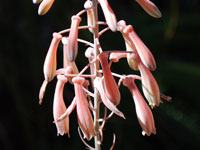 Aloe dinteri