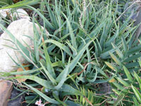 aloe diolii