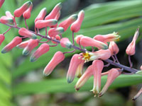 Aloe diolii