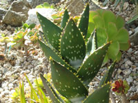 Aloe distans