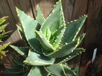 Aloe distans