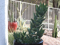 Aloe distans