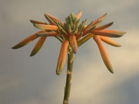 Aloe distans