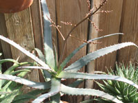 aloe divaricata