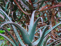 Aloe divaricata