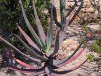 Aloe divaricata