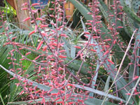 Aloe divaricata