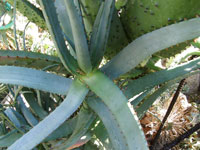 Aloe divaricata