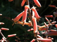 Aloe divaricata