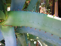 Aloe divaricata