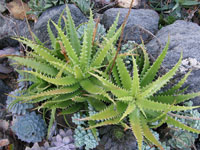 aloe dorotheae