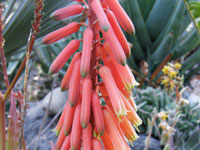 Aloe dorotheae