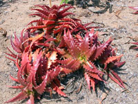 Aloe dorotheae