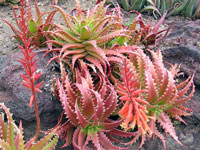 Aloe dorotheae