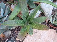 Aloe duckeri