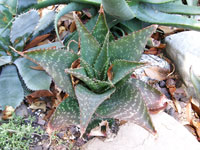 Aloe duckeri