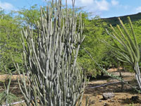 Alluaudia dumosa