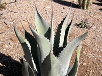 agave durangensis