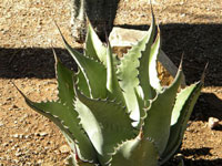 Agave durangensis