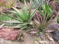 aloe dyeri