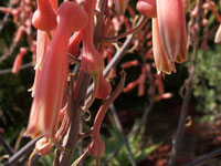 Aloe dyeri