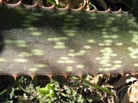 Aloe dyeri