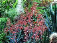 Aloe dyeri