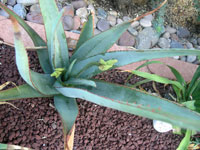 aloe elegans