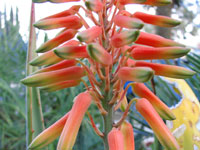 Aloe elegans