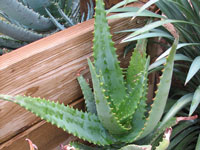 Aloe elgonica