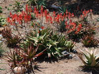 Aloe elgonica