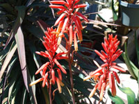 Aloe elgonica
