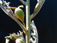 Adenia ellenbeckii