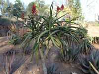 Aloe eminens