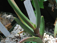 Aloe eminens