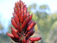 Aloe eminens