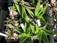 aloe ericetorum