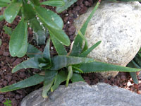 Aloe ericetorum