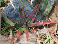 Aloe erythrophylla