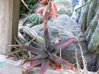 Aloe erythrophylla