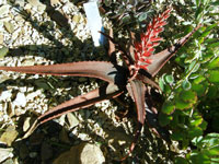 aloe erythrophylla