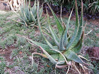 Aloe esculenta