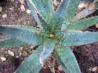 Aloe esculenta