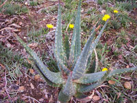 Aloe esculenta