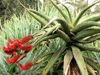 Aloe excelsa