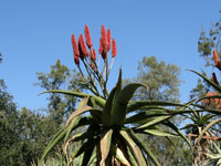 Aloe excelsa