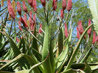 Aloe excelsa