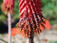 Aloe excelsa